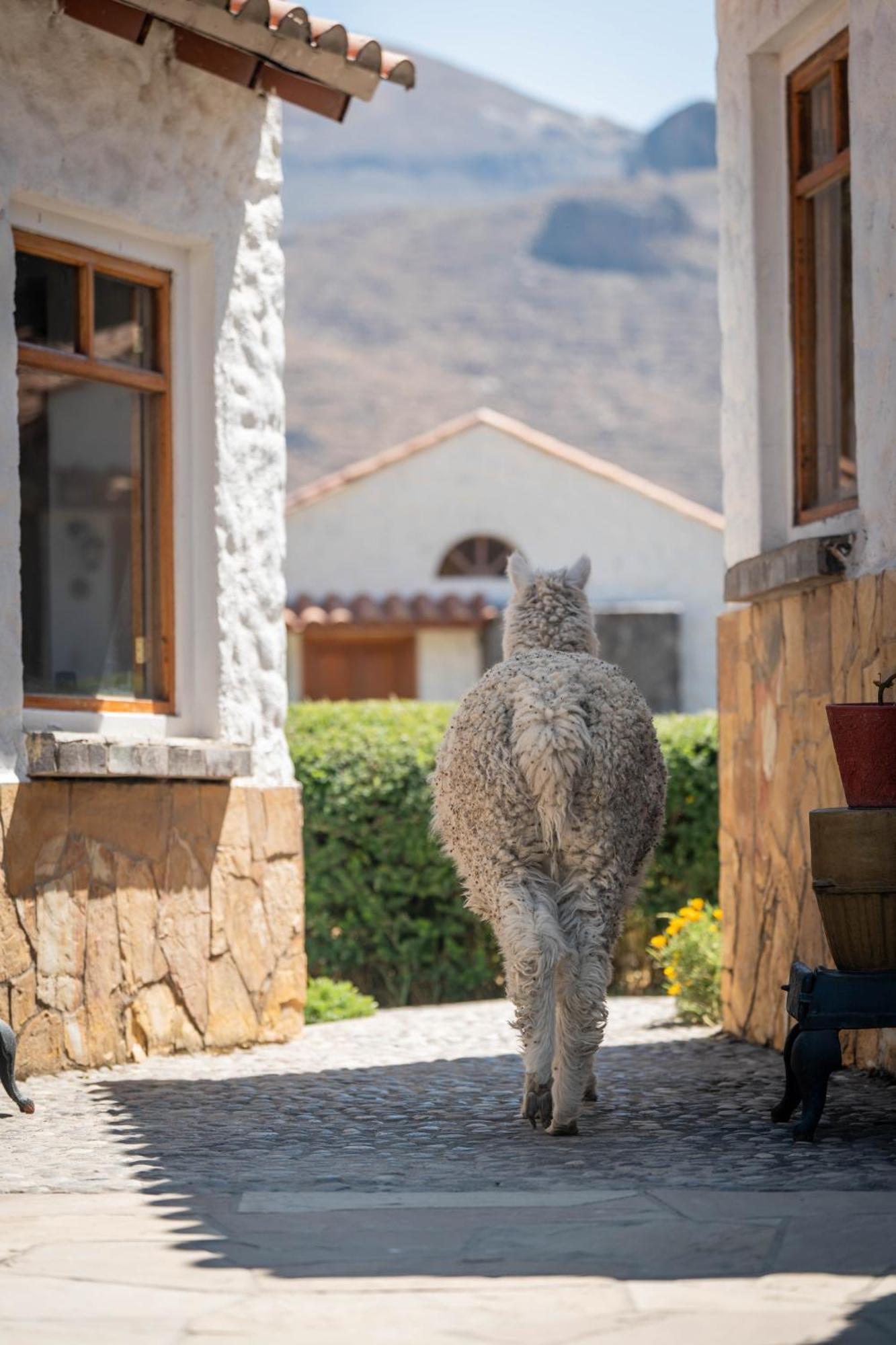 Casona Plaza Ecolodge Colca Yanque Exteriör bild